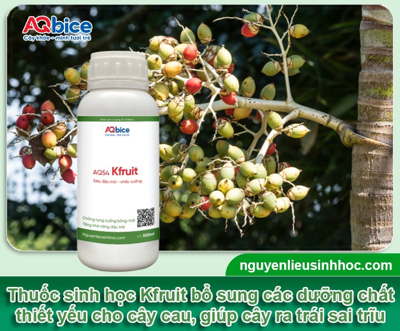 Nguyên nhân cau ra hoa nhưng không đậu quả và Cách xử lý 4 Nguyên nhân cau ra hoa nhưng không đậu quả và Cách xử lý