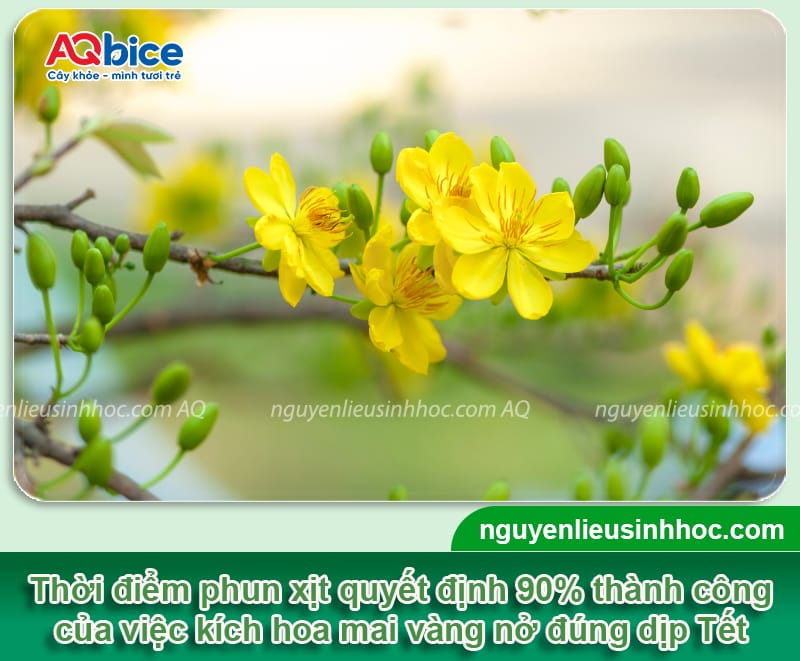 Thuốc phun kích thích ra hoa mai đúng Tết nguyên đán 2026