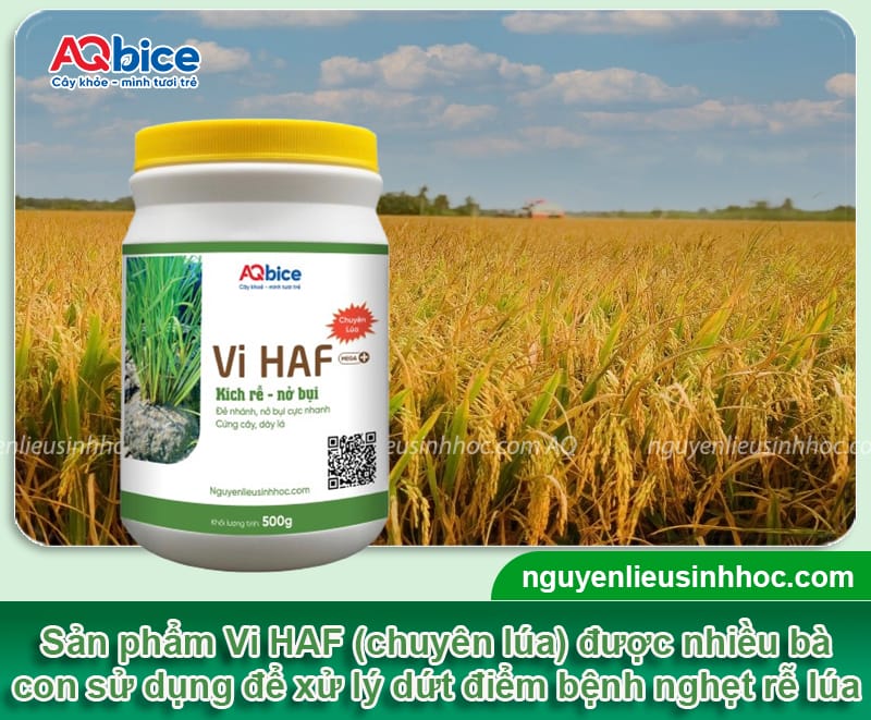 Xử lý dứt điểm bệnh nghẹt rễ lúa giúp cây xanh tốt nhanh