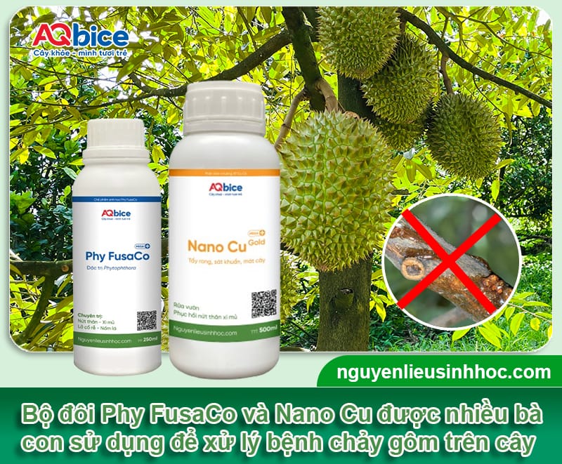 Cách phòng trị bệnh chảy gôm trên cây ăn trái và Nguyên nhân 4 Bệnh chảy gôm trên cây ăn trái: Nguyên nhân và Cách phòng trị
