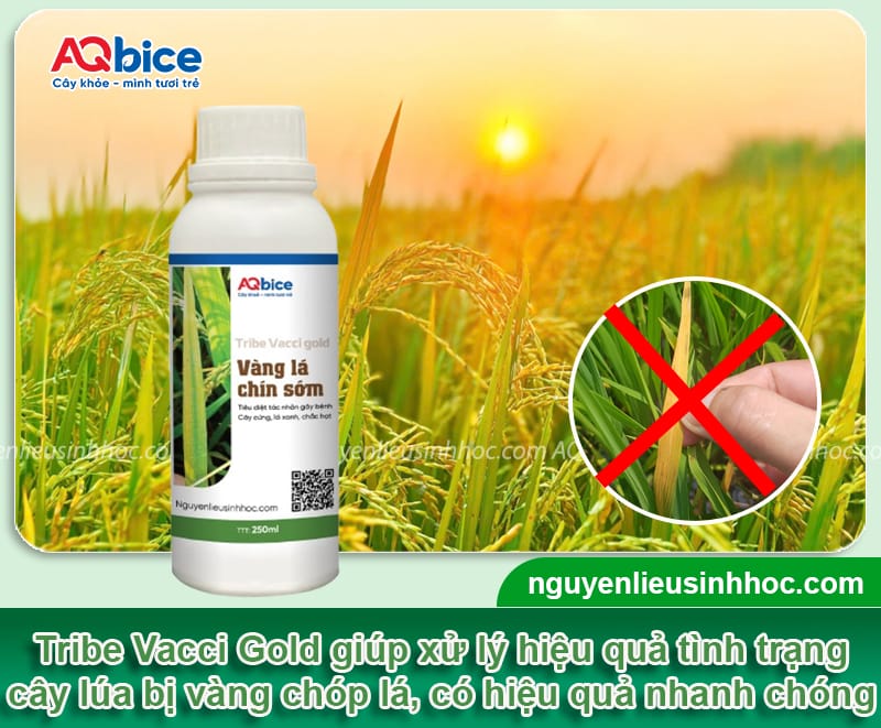 Lúa bị vàng chóp lá do đâu và Thuốc đặc trị dứt điểm