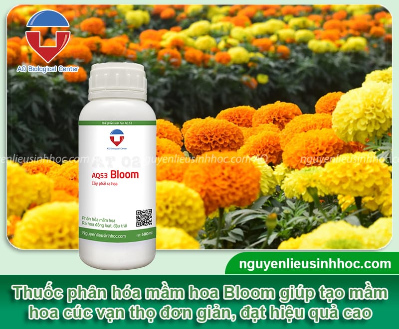 Hướng dẫn tạo mầm hoa cúc vạn thọ nở đẹp đúng dịp Tết 2025