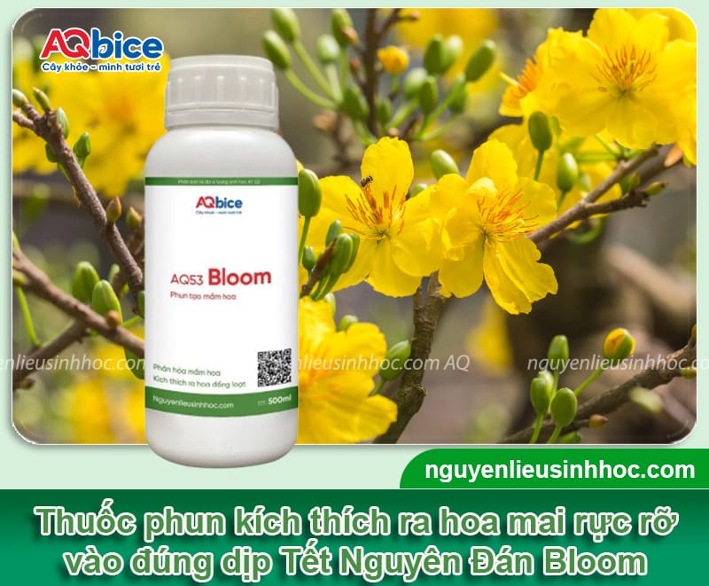 Thuốc phun kích thích ra hoa mai đúng Tết nguyên đán 2026 4 Thuốc phun kích thích ra hoa mai đúng Tết nguyên đán 2026