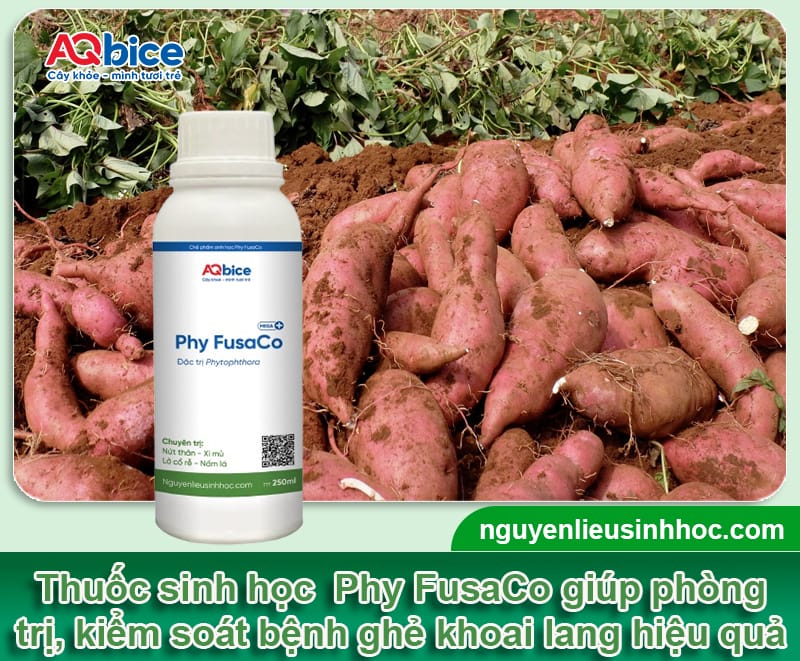 Nguyên nhân gây ra bệnh ghẻ khoai lang và Cách phòng trị