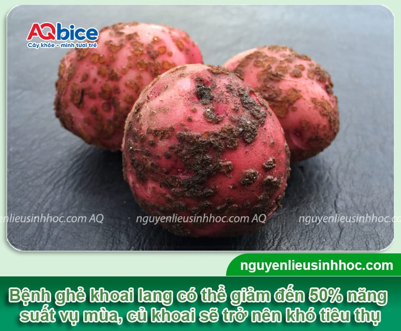 Nguyên nhân gây ra bệnh ghẻ khoai lang và Cách phòng trị