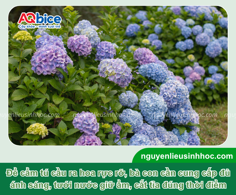 Cách kích thích cẩm tú cầu ra hoa đồng loạt, bông to rực rỡ 1 Cách kích thích cẩm tú cầu ra hoa đồng loạt, bông to rực rỡ