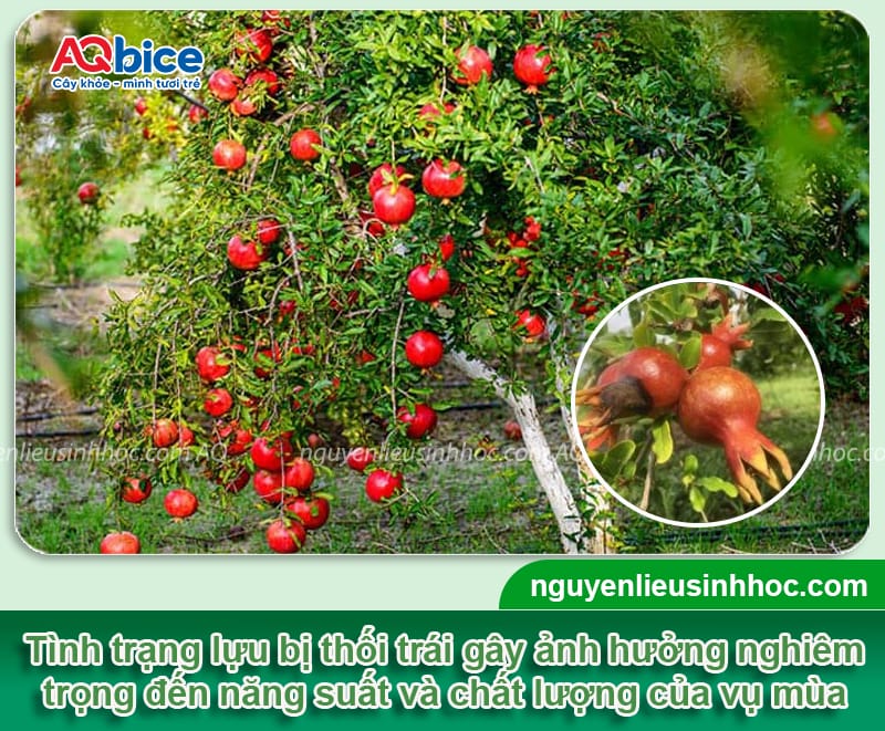 Lựu bị thối trái: Nguyên nhân và Cách phòng trị dứt điểm