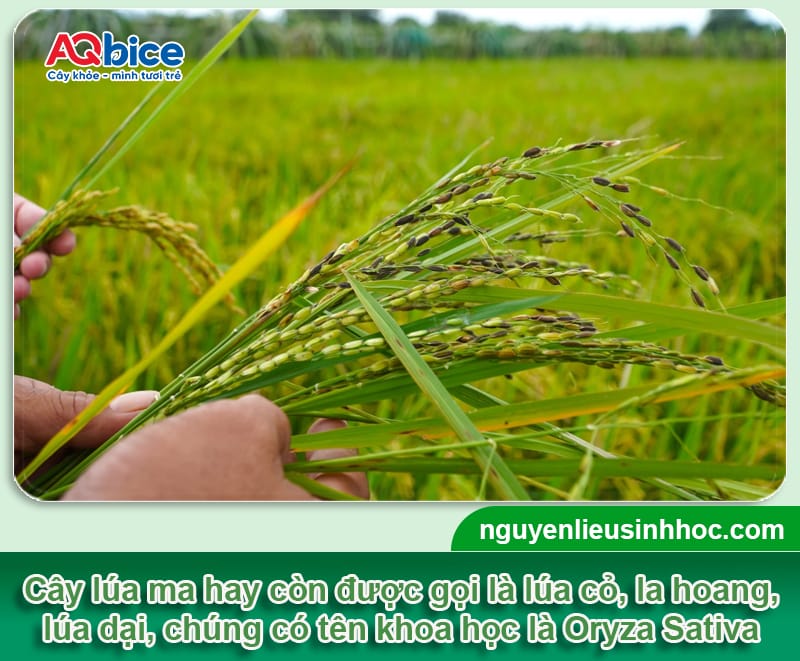 Cách xử lý lúa ma hiệu quả, giúp bảo vệ sản lượng thu hoạch