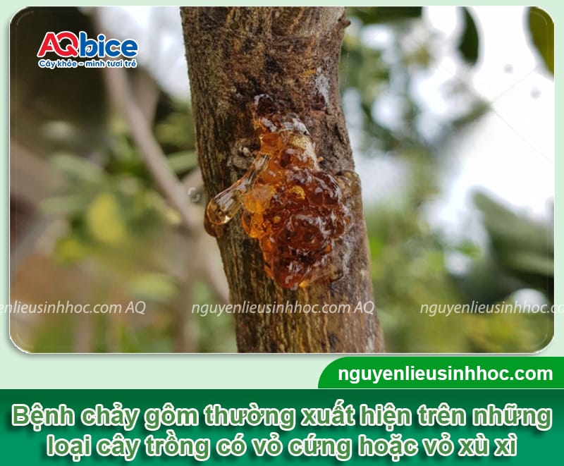 Bệnh chảy gôm trên cây ăn trái: Nguyên nhân và Cách phòng trị