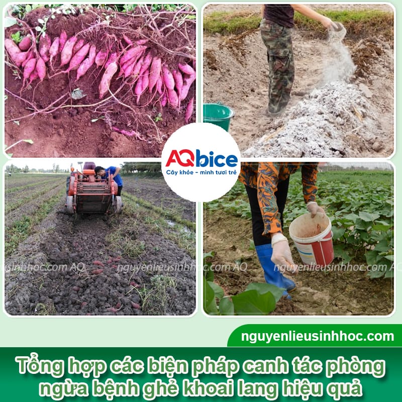 Nguyên nhân gây ra bệnh ghẻ khoai lang và Cách phòng trị