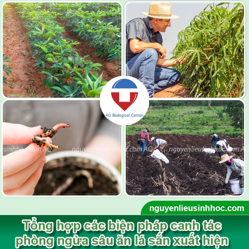 Tổng hợp các loại sâu ăn lá sắn và Biện pháp phòng trừ