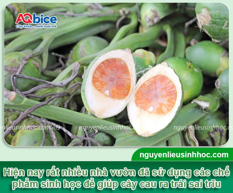 Nguyên nhân cau ra hoa nhưng không đậu quả và Cách xử lý 3 Nguyên nhân cau ra hoa nhưng không đậu quả và Cách xử lý