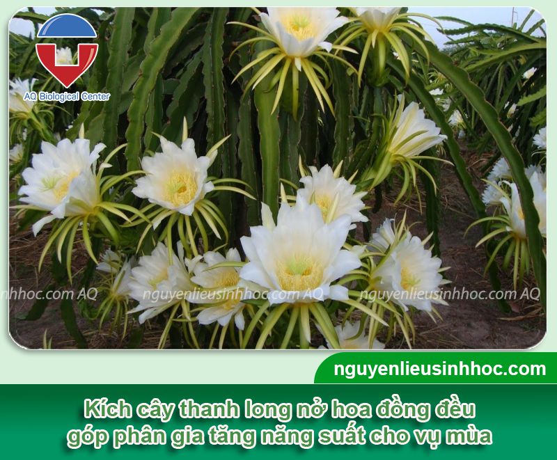 Tạo mầm hoa thanh long và chăm sóc cho cây nở hoa đồng loạt