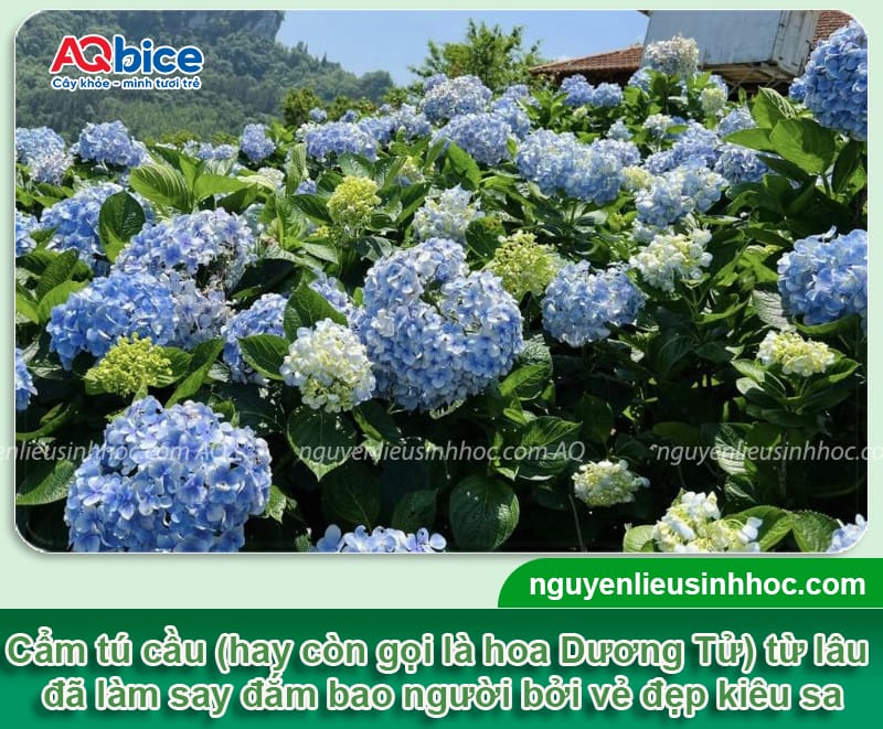 Tại sao cẩm tú cầu không ra hoa? Kích hoa ra nhiều Tết 2026 1 Tại sao cẩm tú cầu không ra hoa? Kích hoa ra nhiều Tết 2026