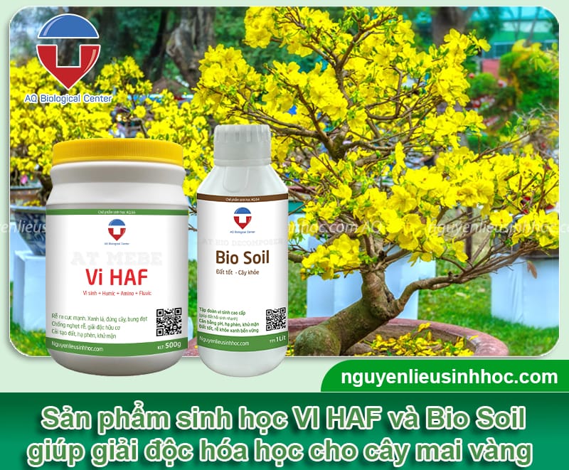 TOP 7 nguyên nhân khiến cây mai bị vàng lá và Cách khắc phục