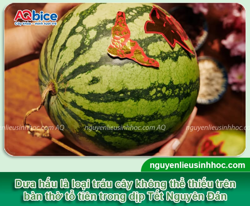 Cách trồng dưa hấu Tết 2026 để quả ra tròn trịa, ngọt lịm 1 Cách trồng dưa hấu Tết 2026 để quả ra tròn trịa, ngọt lịm