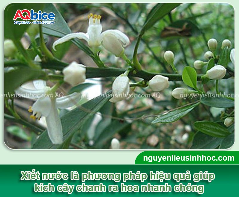 Cây chanh không ra hoa: Nguyên nhân và cách xử lý ra bông 