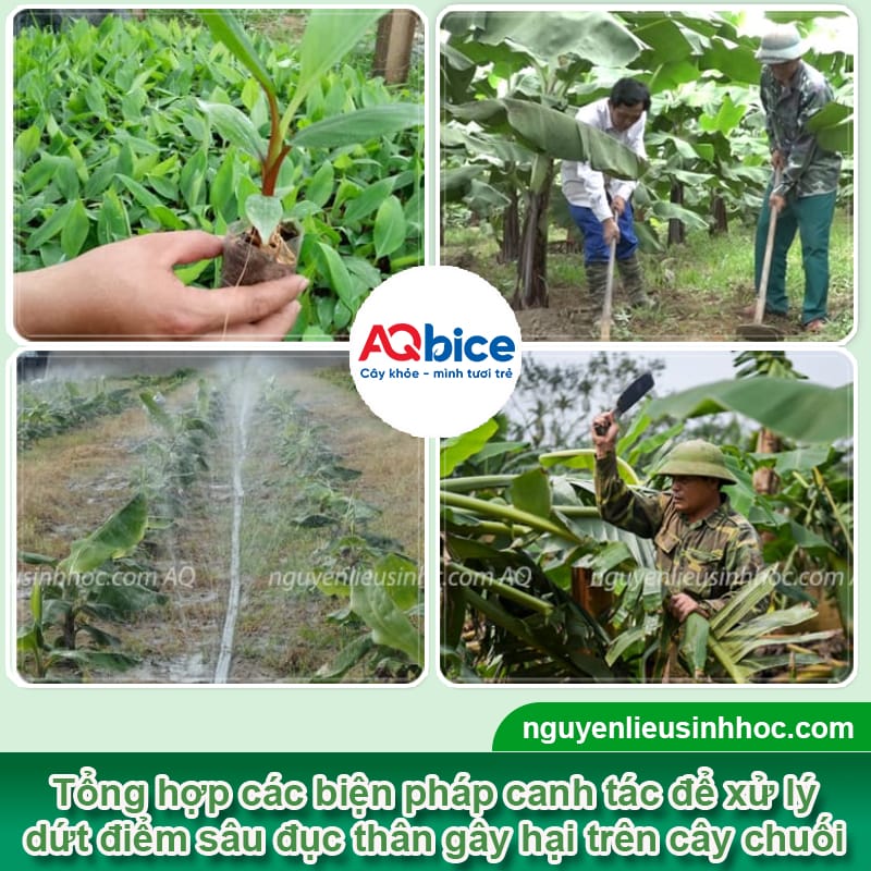 Sâu đục thân cây chuối: Đặc điểm và Cách diệt trừ tận gốc 3 Sâu đục thân cây chuối: Đặc điểm và Cách diệt trừ tận gốc