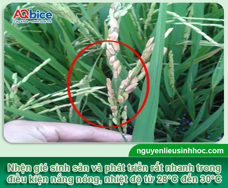 Thuốc đặc trị nhện gié Mebe Pa xử lý nhanh, bảo vệ năng suất