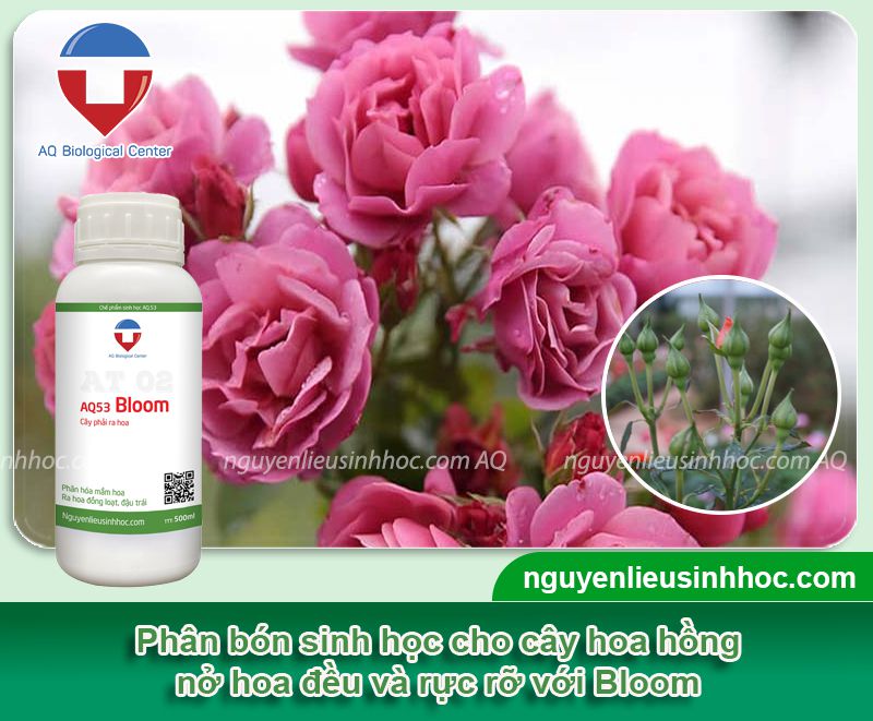 Hoa hồng không ra hoa do nguyên nhân nào? Cách khắc phục