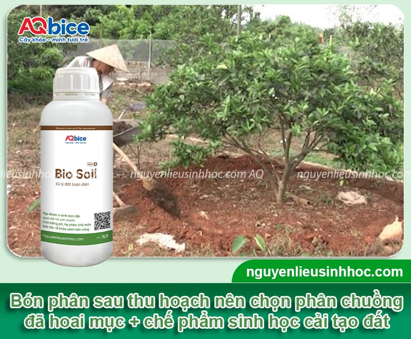 Hướng dẫn rửa vườn, chăm sóc cây cam sau thu hoạch