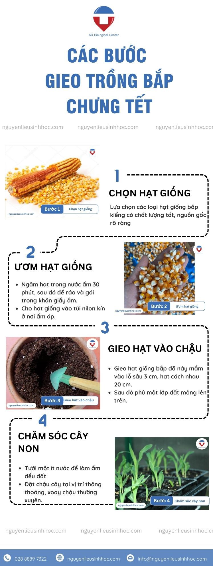 Bắp chưng Tết với nhiều ý nghĩa đơm hoa kết trái, sinh sôi phát triển