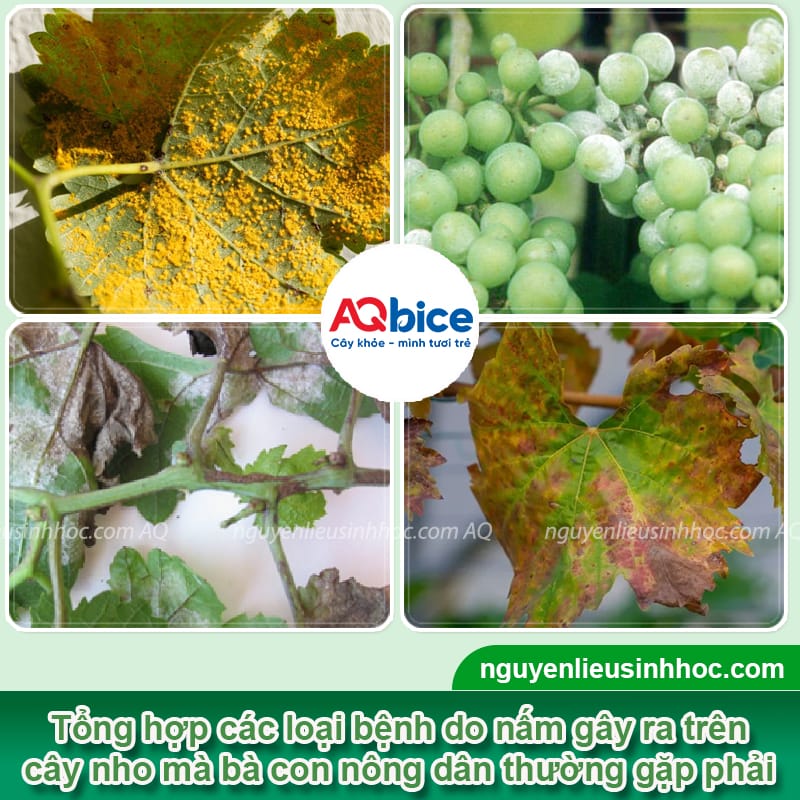 Thuốc trị nấm cho cây nho: Hiệu quả nhanh, an toàn cho cây
