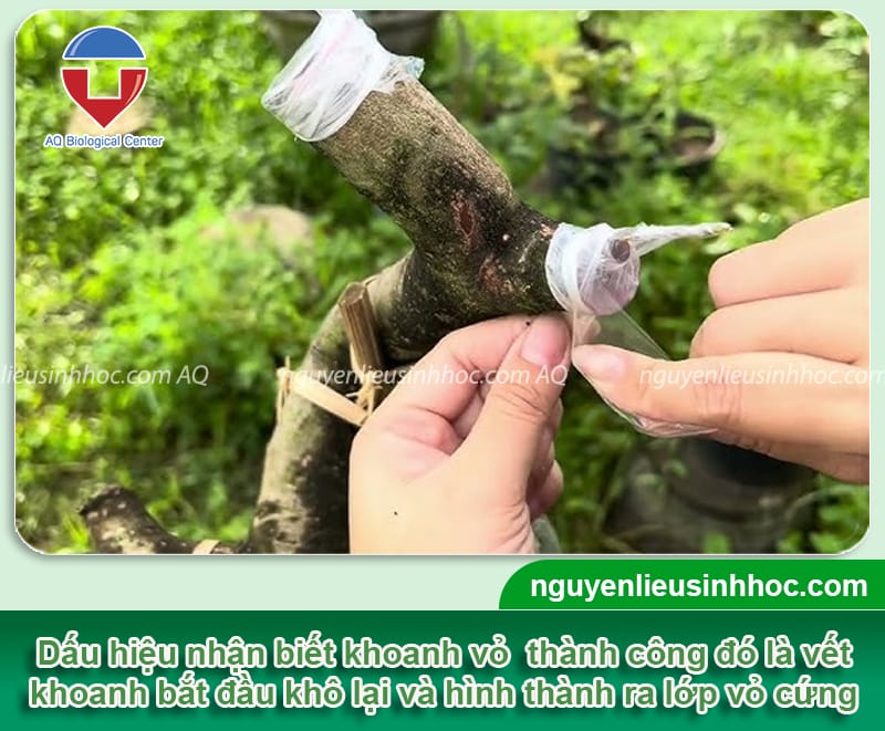 Kỹ thuật khoanh vỏ cây mai để cây ra hoa rực rỡ đúng dịp Tết