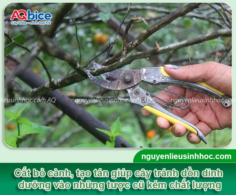 Hướng dẫn rửa vườn, chăm sóc cây cam sau thu hoạch