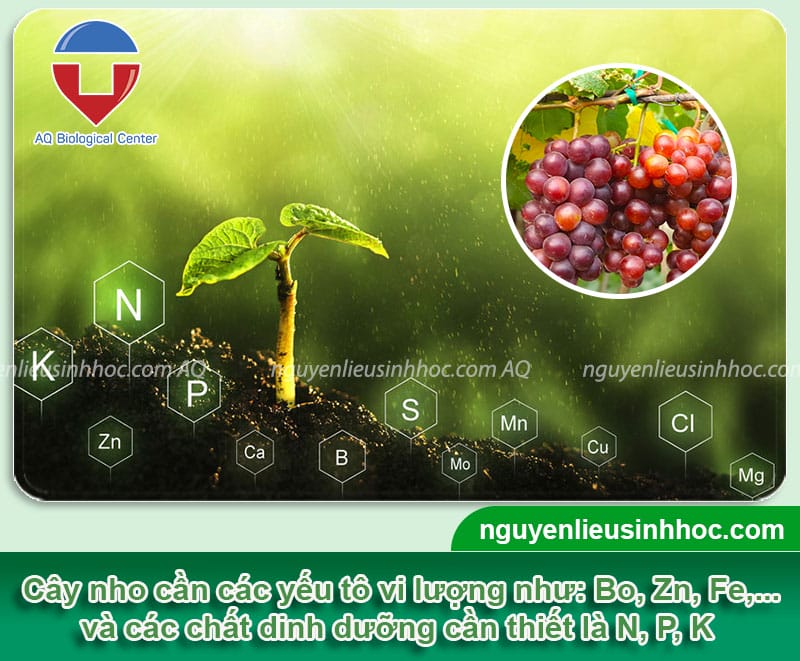 Thuốc dưỡng trái nho Mfruit giúp trái nho to, ngọt, đẹp mắt