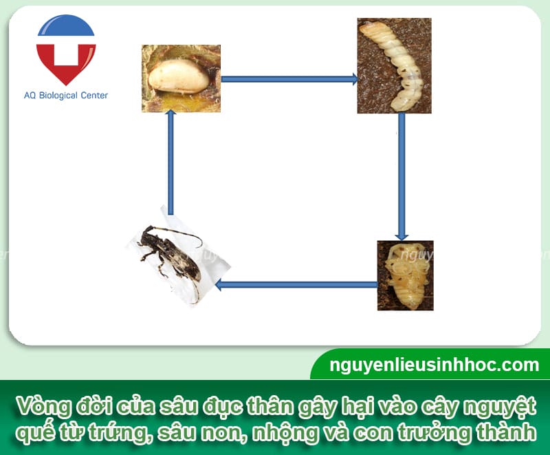 Cách phòng trừ sâu đục thân cây nguyệt quế an toàn, hiệu quả