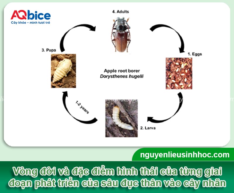 Sâu đục thân cây nhãn: Dấu hiệu và Cách phòng trừ