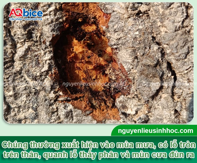 Sâu đục thân cây nhãn: Dấu hiệu và Cách phòng trừ