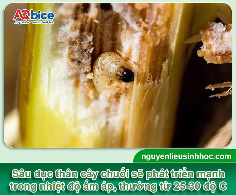 Sâu đục thân cây chuối: Đặc điểm và Cách diệt trừ tận gốc 2 Sâu đục thân cây chuối: Đặc điểm và Cách diệt trừ tận gốc
