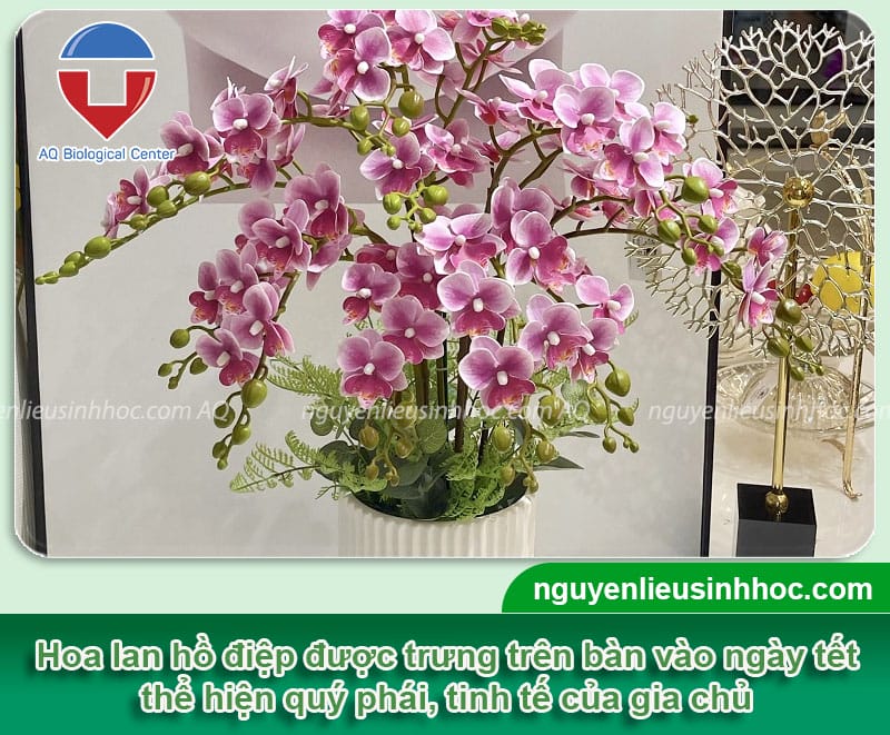 Hoa để bàn ngày Tết: Hướng dẫn chọn và cắm hoa đúng cách