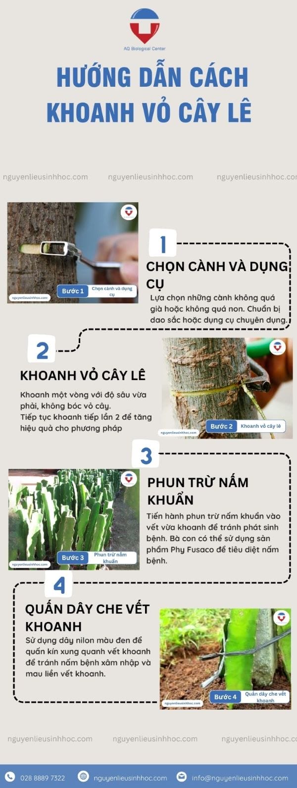 Hưỡng dẫn khoanh vỏ cây lê đúng kỹ thuật, quả ra xum xuê