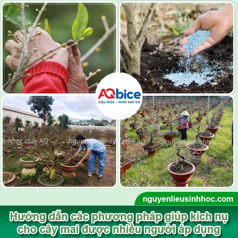 Thuốc kích nụ mai ra nhiều, hoa nở đồng loạt đúng dịp Tết 2026