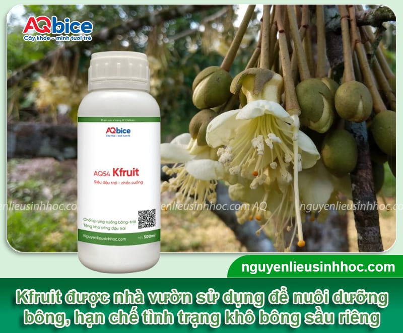 Sầu riêng bị khô bông do đâu và Cách xử lý để vụ bội thu 4 Sầu riêng bị khô bông do đâu và Cách xử lý để vụ bội thu