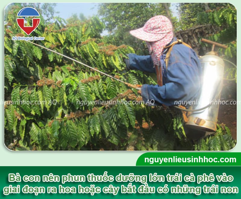 Thuốc dưỡng trái cà phê Mfruit giúp chắc hạt, chống rụng trái non