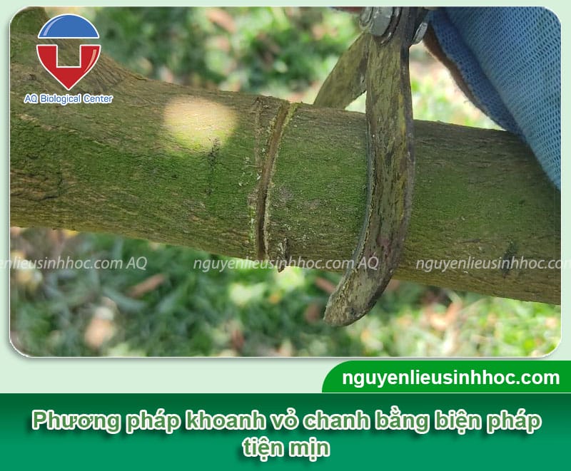 Hướng dẫn khoanh vỏ cây chanh giúp ra hoa, đậu sai quả