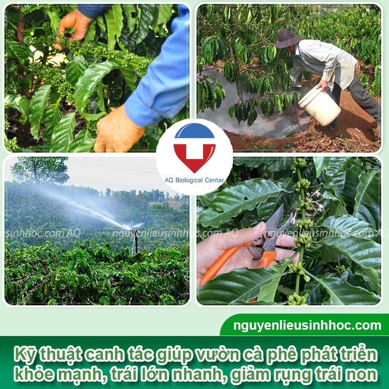 Thuốc dưỡng trái cà phê Mfruit giúp chắc hạt, chống rụng trái non