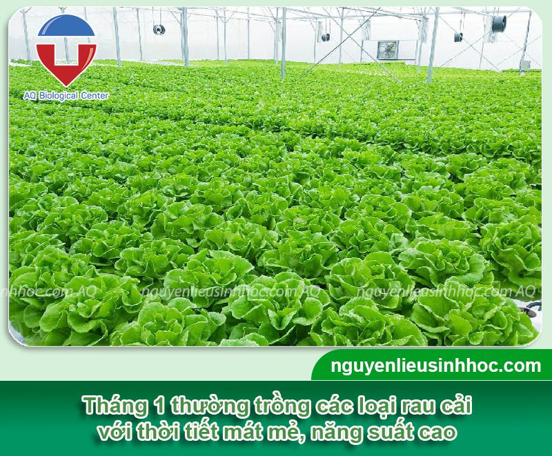 Lịch trồng rau miền Bắc theo từng tháng dương lịch 2025