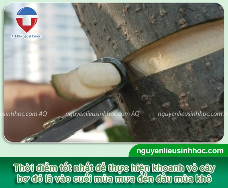 Kỹ thuật khoanh vỏ cây bơ đúng chuẩn, đạt hiệu quả cao