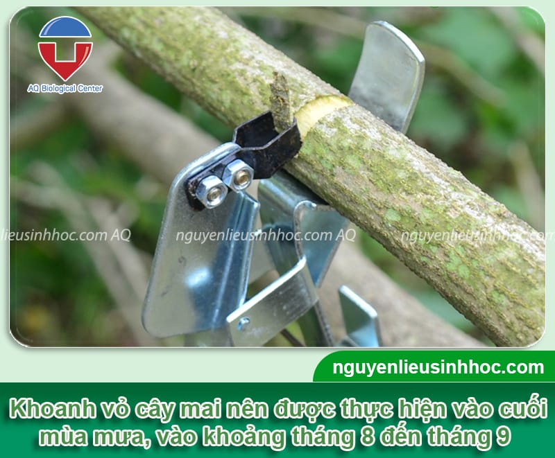 Kỹ thuật khoanh vỏ cây mai để cây ra hoa rực rỡ đúng dịp Tết