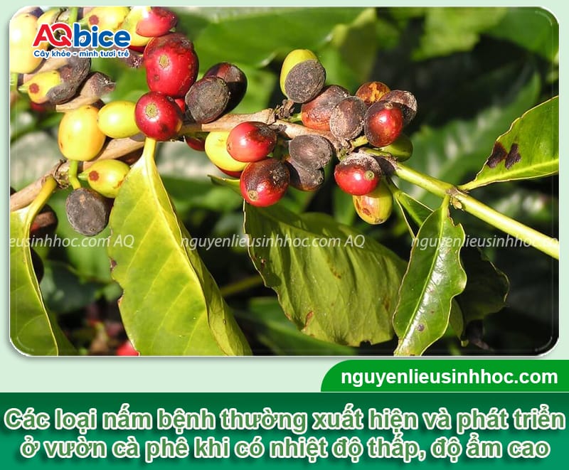 Thuốc trị nấm cà phê dứt điểm, hiệu quả nhanh, giá tốt