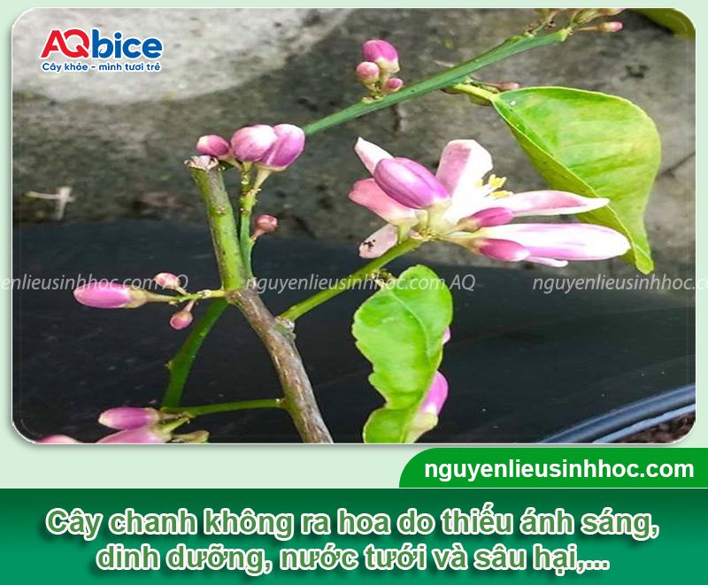 Cây chanh không ra hoa: Nguyên nhân và cách xử lý ra bông 
