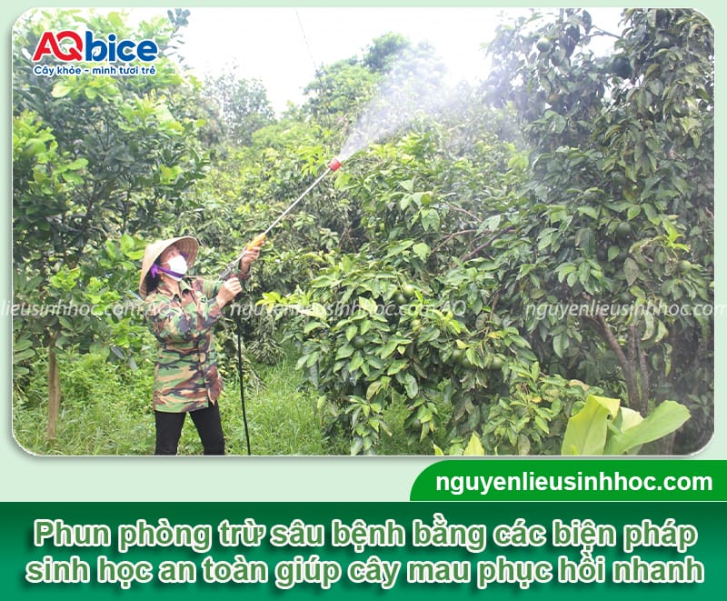 Hướng dẫn rửa vườn, chăm sóc cây cam sau thu hoạch