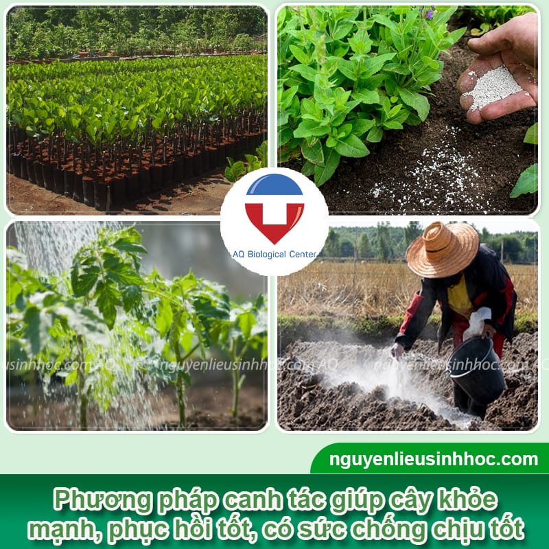 Thuốc kích thích tăng trưởng cây Vi HAF giúp cây khỏe, chồi bung mạnh