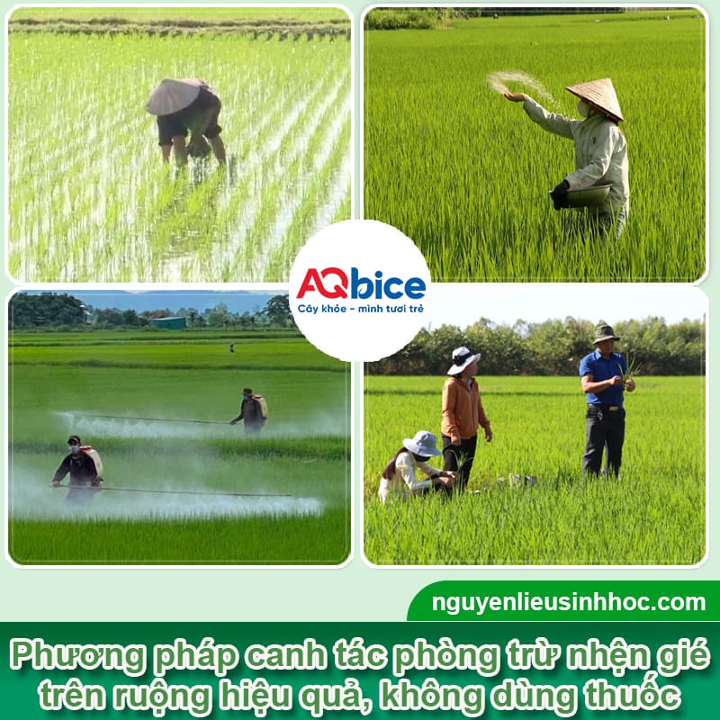 Thuốc đặc trị nhện gié Mebe Pa xử lý nhanh, bảo vệ năng suất