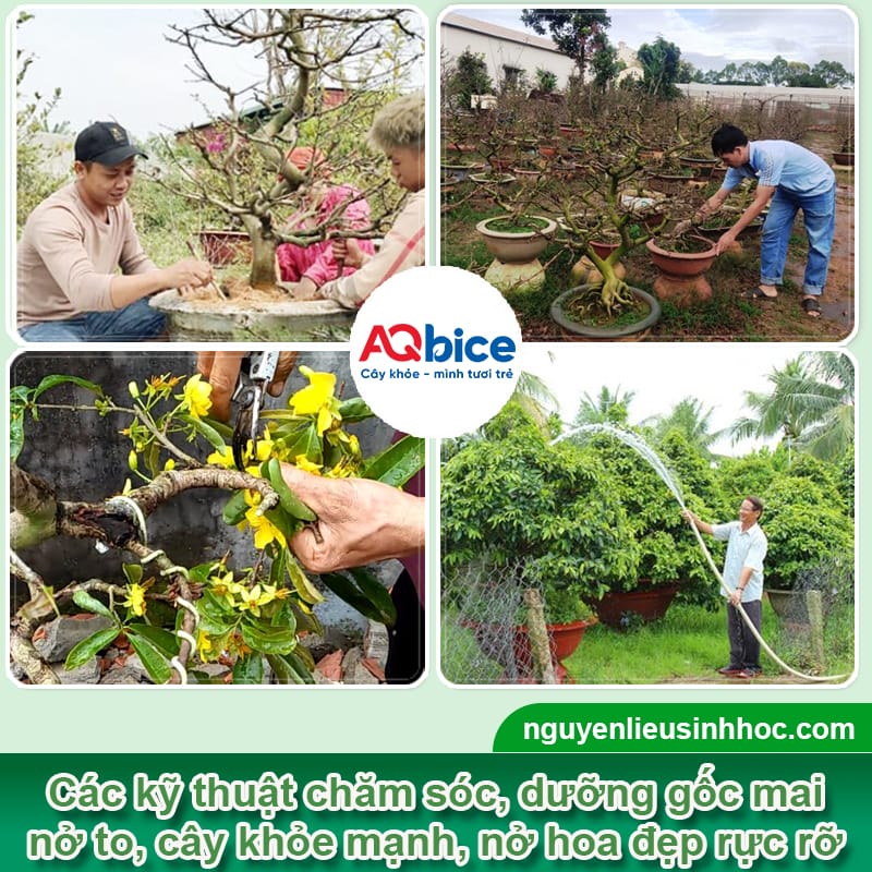 Thuốc nở gốc mai Vi HAF kích rễ ra mạnh, bung chồi nhanh